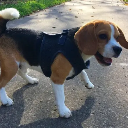 Gute Vorsätze für Hundebesitzer - Vorsätze für 2020