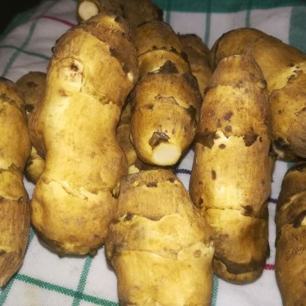 Topinambur zu Kaffee, Mehl, Müsliflocken verarbeiten