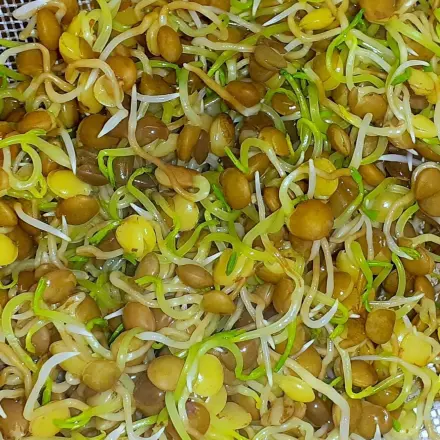 Linsen-Sprossen ziehen