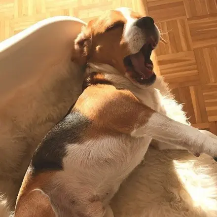 Hundepension: Darauf sollte geachtet werden