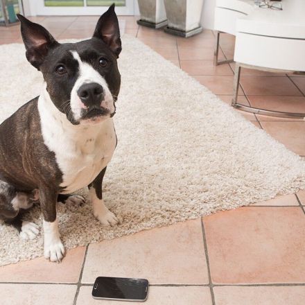 Hundehaftpflichtversicherung – nötig für jeden Hundehalter?