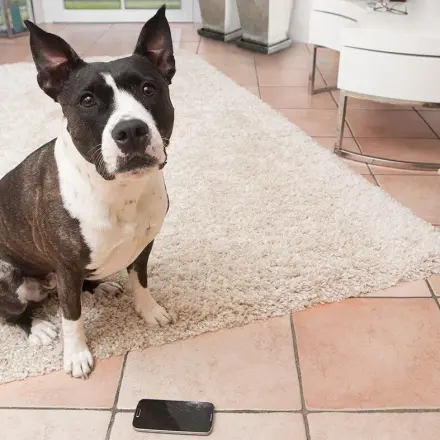 Hundehaftpflichtversicherung – nötig für jeden Hundehalter?