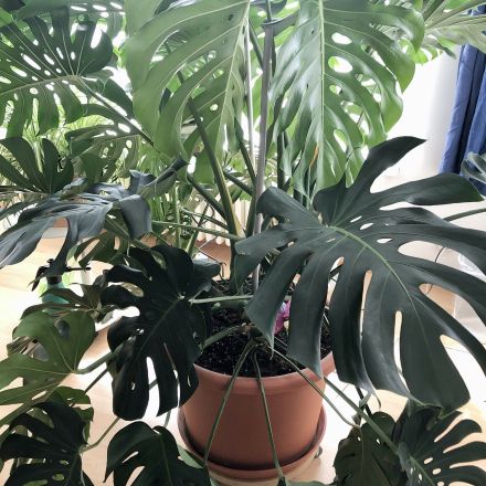 Selbstgebaute Rollbretter für große Pflanzentöpfe & Möbel