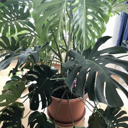 Selbstgebaute Rollbretter für große Pflanzentöpfe & Möbel