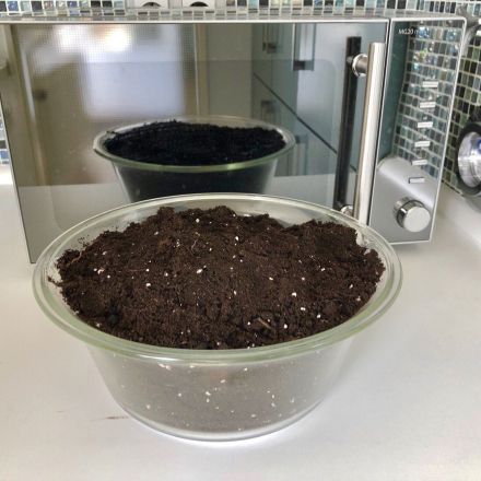 Blumenerde vor dem Gebrauch sterilisieren