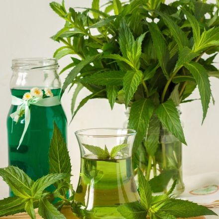 Minze-Konzentrat herstellen