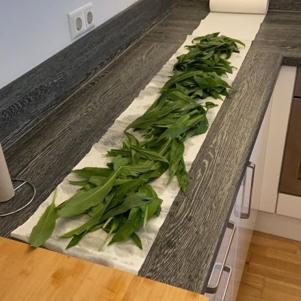 Frisch gepflückten Bärlauch 1-2 Tage frisch halten