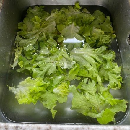 Labberiger Salat wieder schön knackig