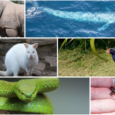 6 beeindruckende Tiere, die unsere Erde bevölkern #FunFriday