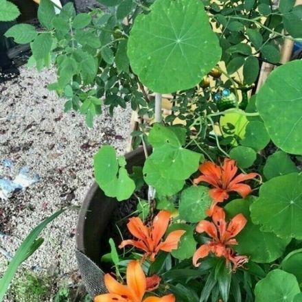 Kapuzinerkresse gegen Schnecken an Blumen