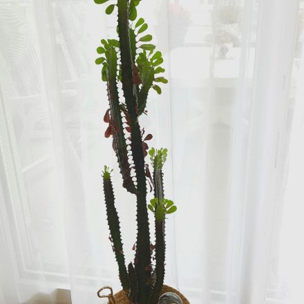 Pflanzen gießen mit Bewässerungskugeln für kräftigen Wachstum