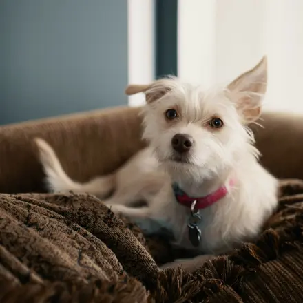 Tierhaare ganz einfach entfernen