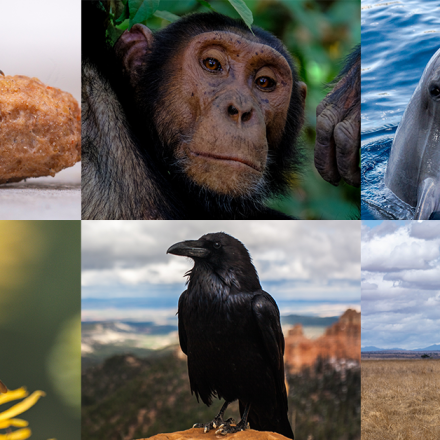 Die 6 intelligentesten Tiere der Welt #FunFriday