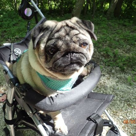 Milbenbefall beim Hund behandeln