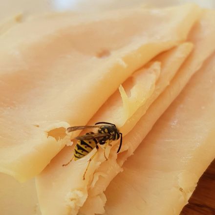 Nervige Wespen mit Schinken ablenken