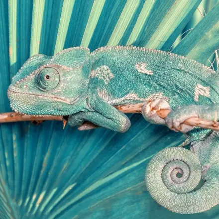 Bekannte Mythen über Tiere im Faktencheck: Was stimmt wirklich? #FunFriday