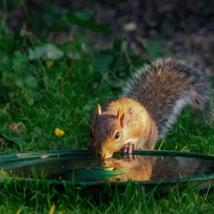 Tieren bei Hitze helfen