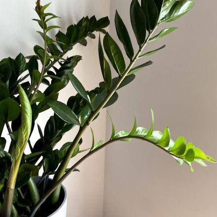 Glücksfeder vermehren – durch Ableger oder Blattstecklinge