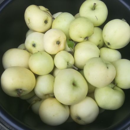 Der Klarapfel - Herkunft und Verwendung