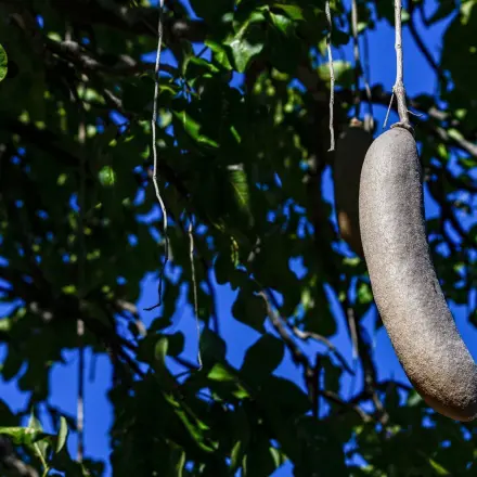 Lustige Pflanzen: Kennst du diese Pflanzennamen? #FunFriday