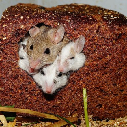 Mäusebefall mit Kammerjäger effektiv loswerden