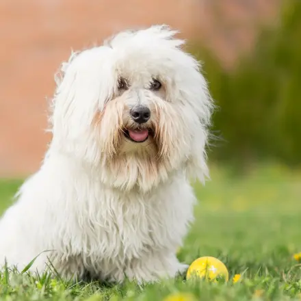 Analdrüse beim Hund verstopft: Flohsamen