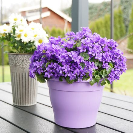 Blumentopf Test & Vergleich: 8 günstige Empfehlungen