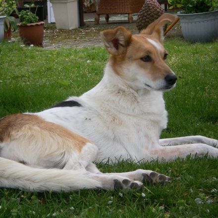 Das Sommerthema: Flöhe und Zecken auf Hunden und Katzen