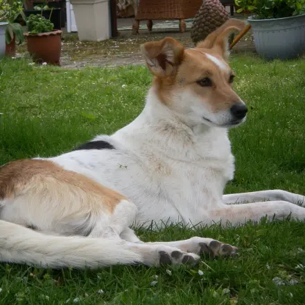 Das Sommerthema: Flöhe und Zecken auf Hunden und Katzen