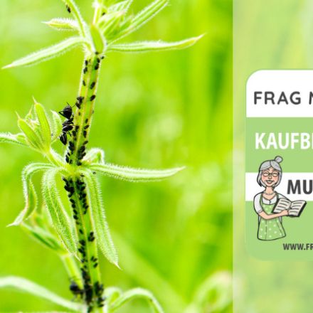 Ameisenbekämpfung Test & Vergleich: 7 Empfehlungen