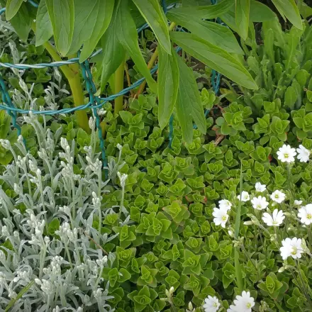 Blumen- und Pflanzenstützen aus Gartenzaun herstellen