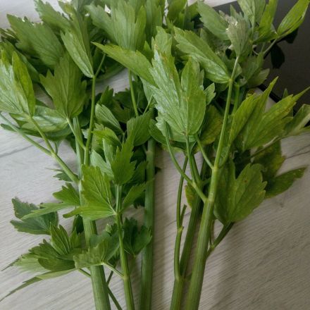 Liebstöckel haltbar machen