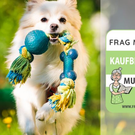 Hundespielzeug Test & Vergleich: 5 günstige Empfehlungen