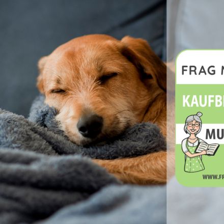 Hundedecken Test & Vergleich: 6 günstige Empfehlungen
