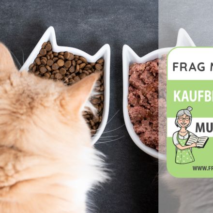 Katzenfutter Test & Vergleich: 6 günstige Empfehlungen