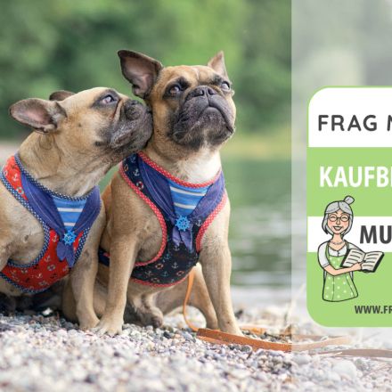 Hundegeschirr Test & Vergleich: 6 günstige Empfehlungen