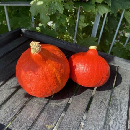 Kürbis komplett verwerten: Kürbiskerne und Schale