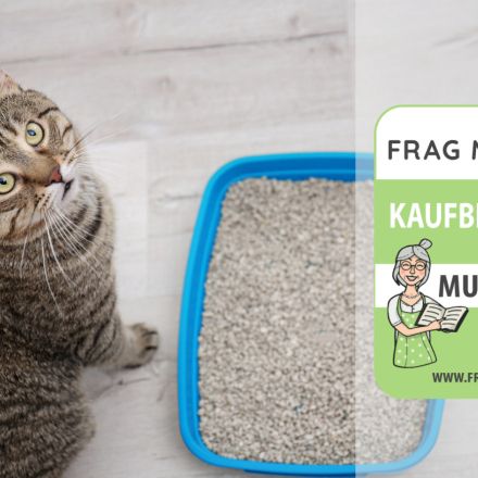 Katzenstreu Test & Vergleich: 6 günstige Empfehlungen