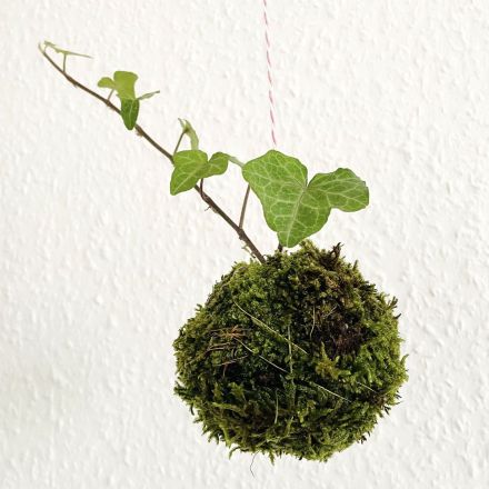 Kokedama-Mooskugeln selber machen