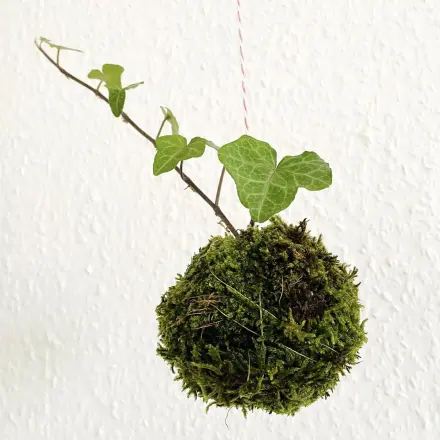 Kokedama-Mooskugeln selber machen