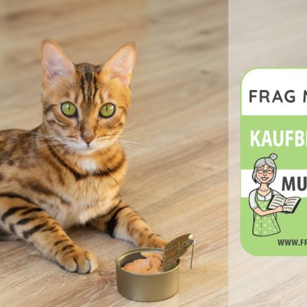 Nasses Katzenfutter Test & Vergleich: 6 Empfehlungen