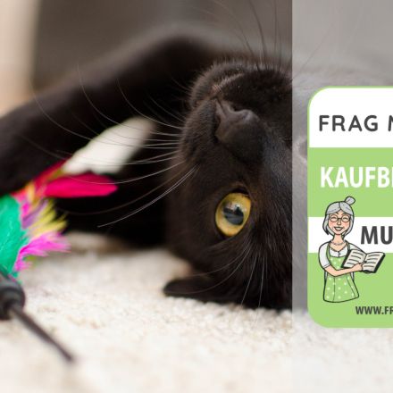 Katzenspielzeug Test & Vergleich: 6 günstige Empfehlungen