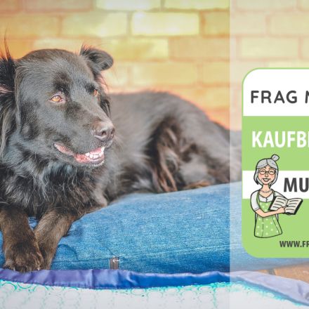Hundekissen Test & Vergleich: 6 günstige Empfehlungen