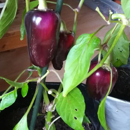 Paprika und Chili im Topf länger ernten und überwintern