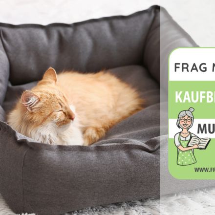 Katzenbetten Test & Vergleich: 6 günstige Empfehlungen