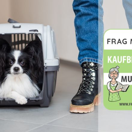 Hundebox Test & Vergleich: 6 günstige Empfehlungen