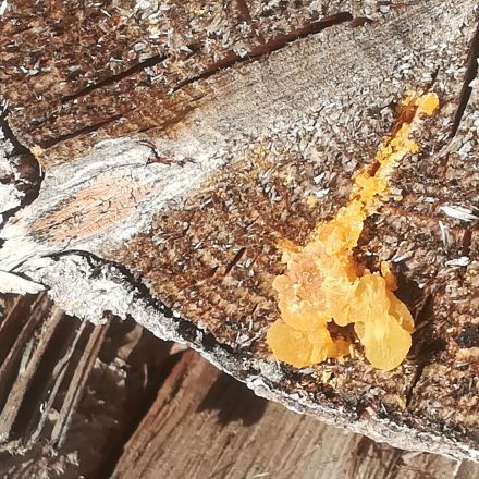 Harz von Nadelbäumen sammeln