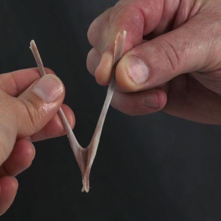 Skurriles und Verrücktes rund um den Truthahn