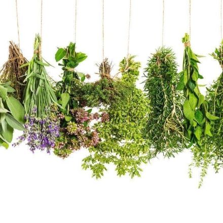 Natürliches Antibiotikum – 10 wirkungsvolle Heilpflanzen