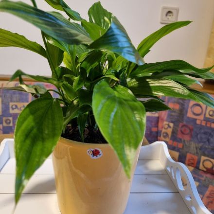 Zimmerpflanzen umstellen - Lichtverhältnis erhalten